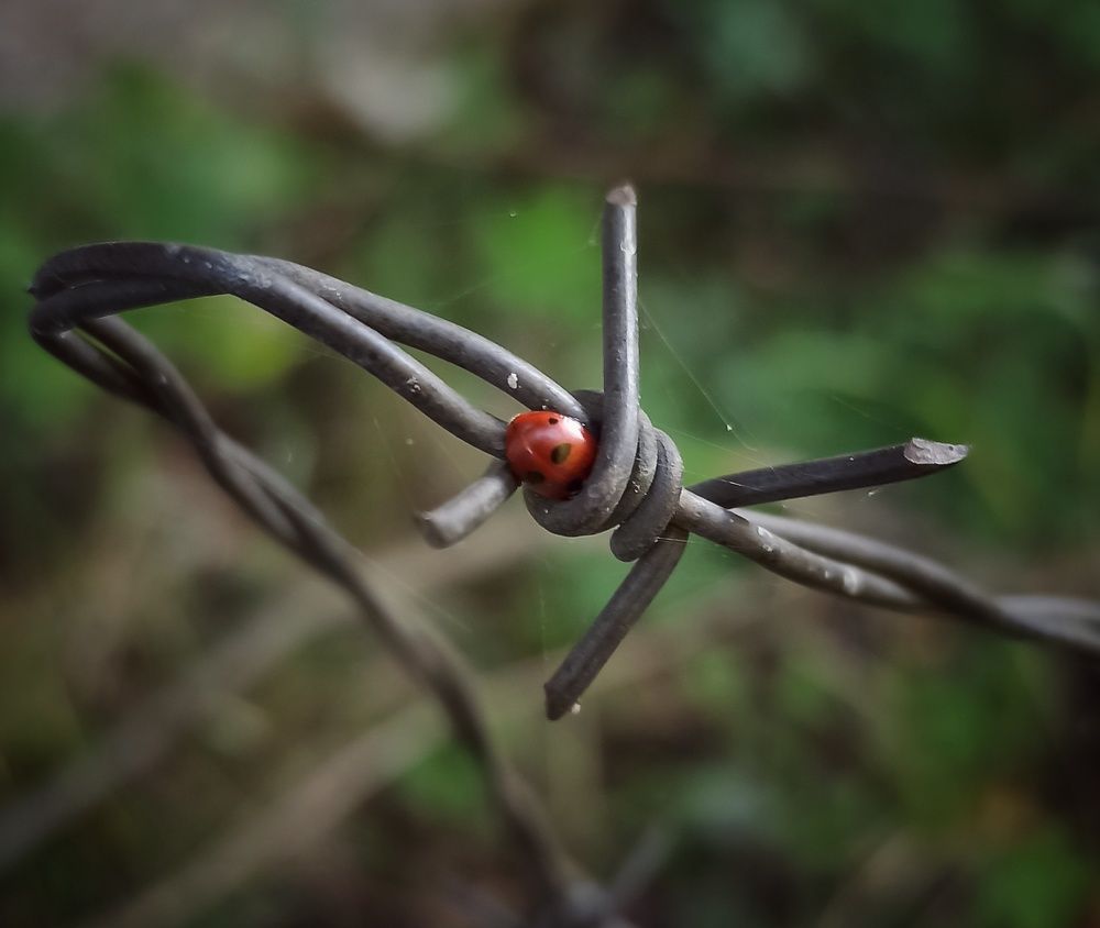 Photograph by Александр Никонов