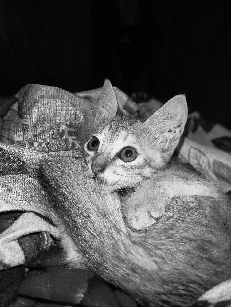 Photo #10662812