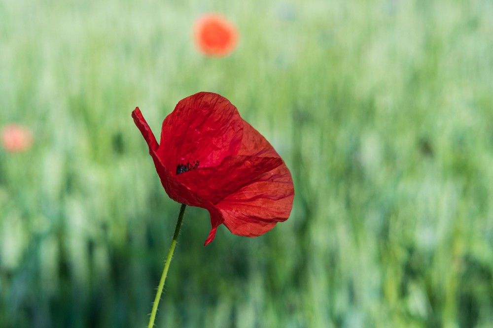 Photograph by Янина Найденцева