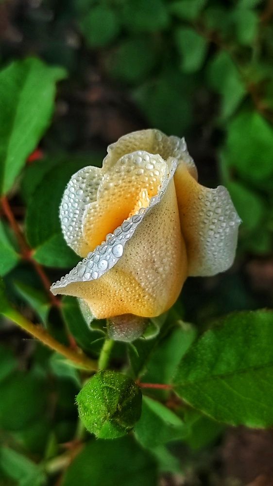 Photograph by GURJIT SHAH