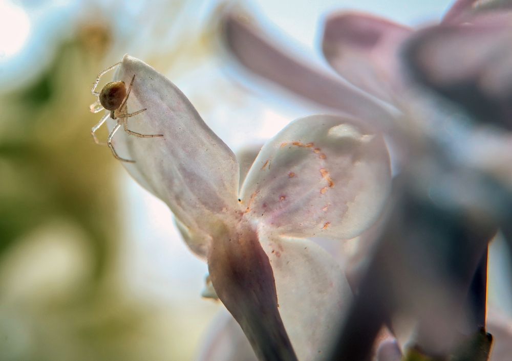 Photograph by Ольга Остапенко