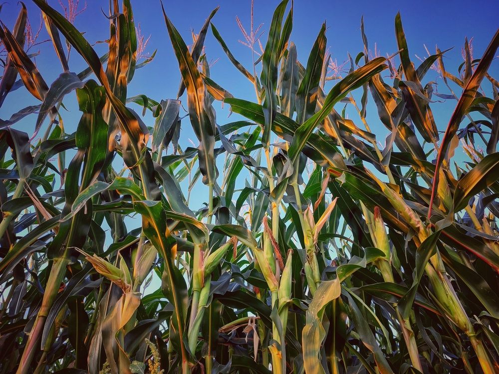 Photograph by Ольга Остапенко