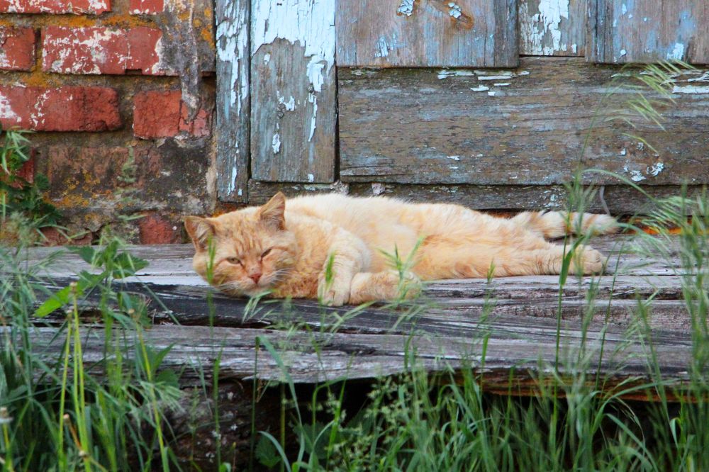 Рыжий в дозоре