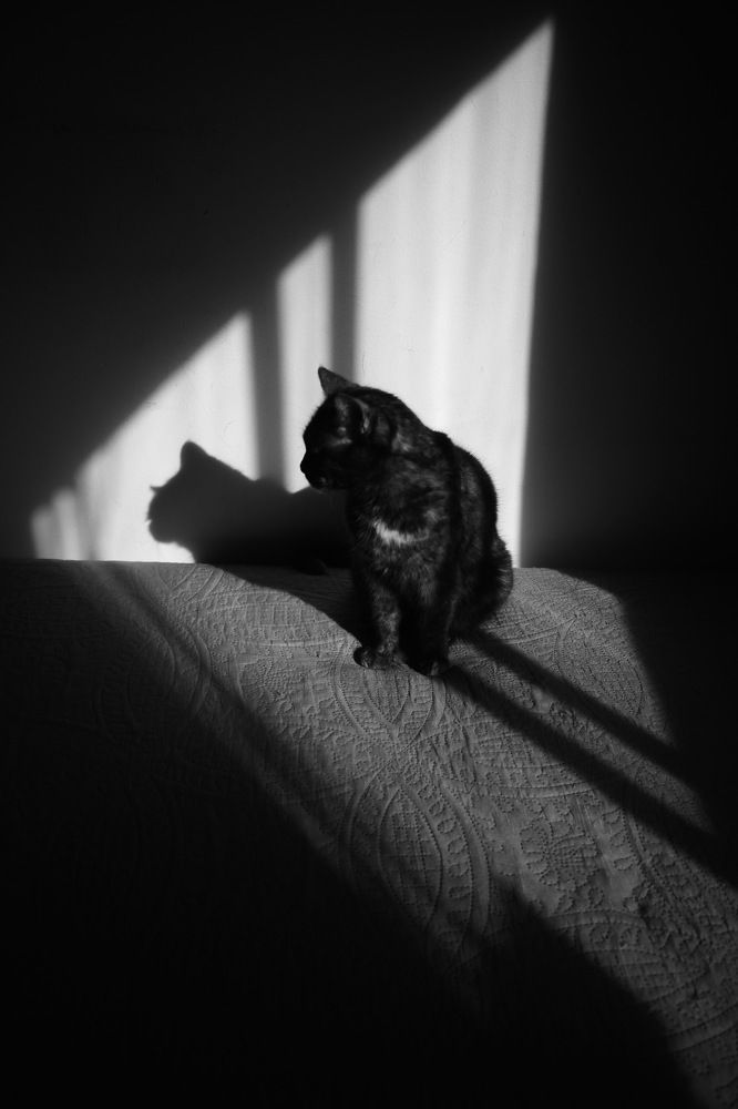 Mi sombra