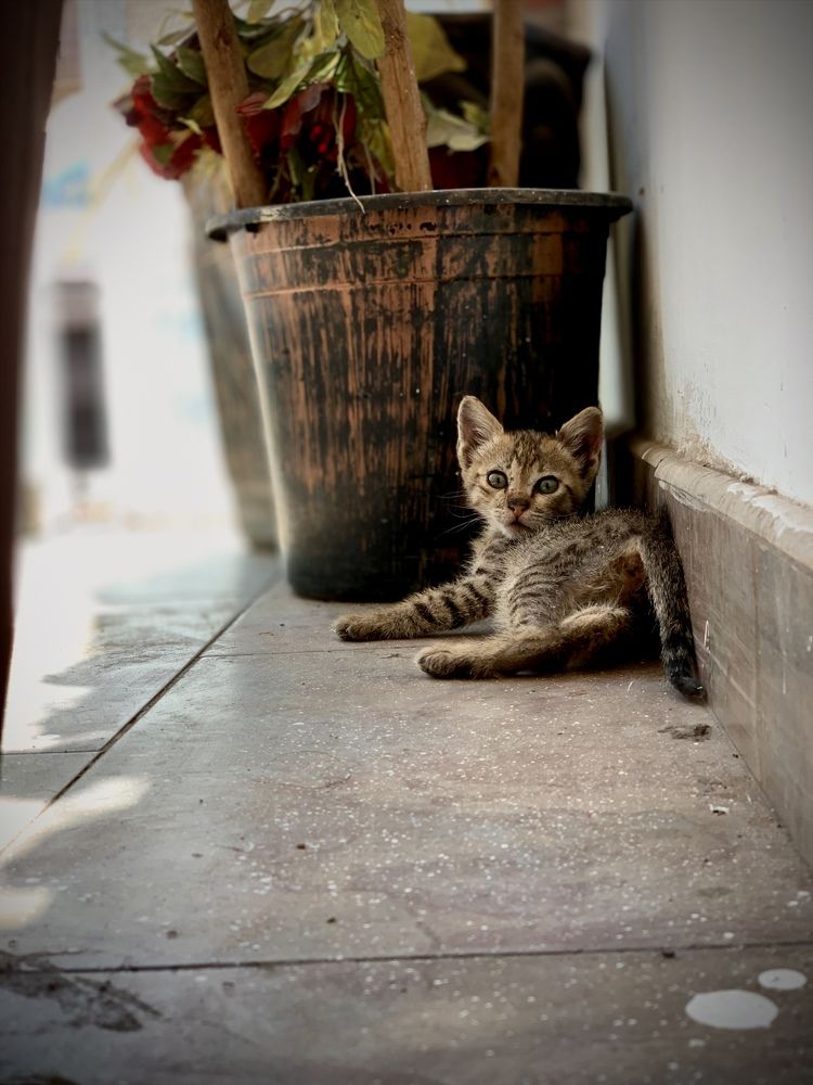 Photograph by Siddarth Bantawa Rai