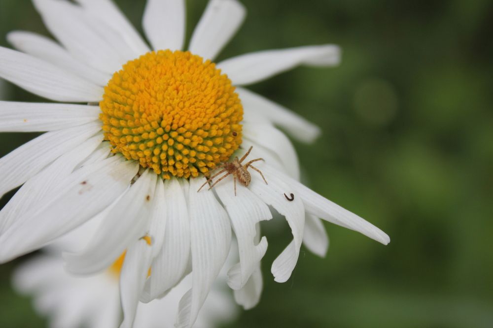Photograph by Карина Варюхина