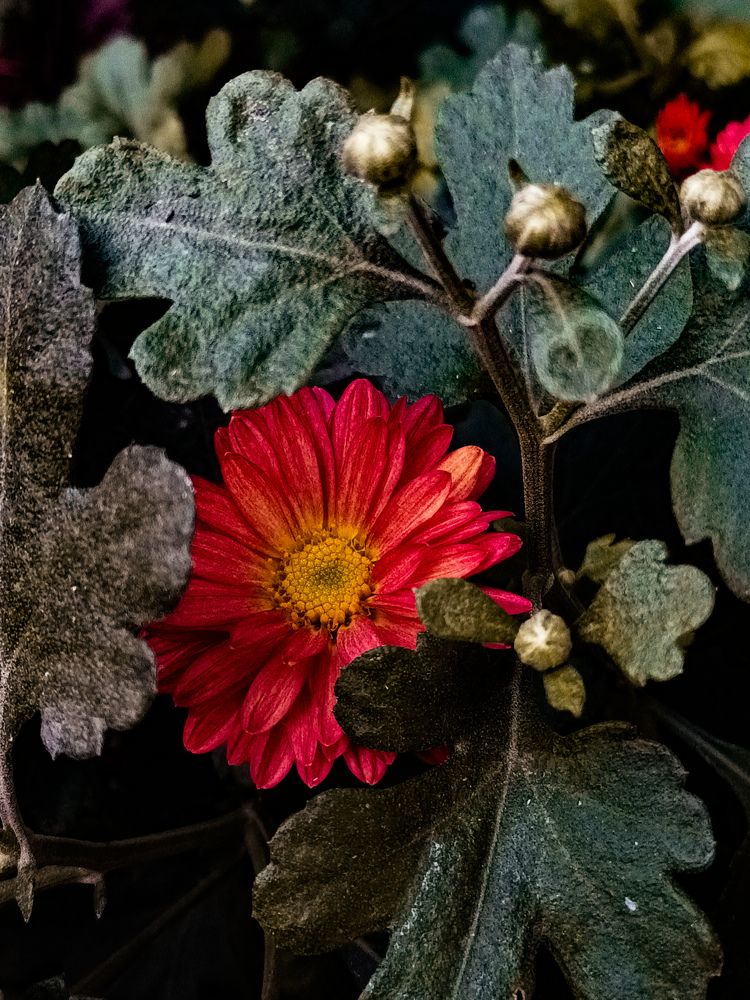 Mobile Photography