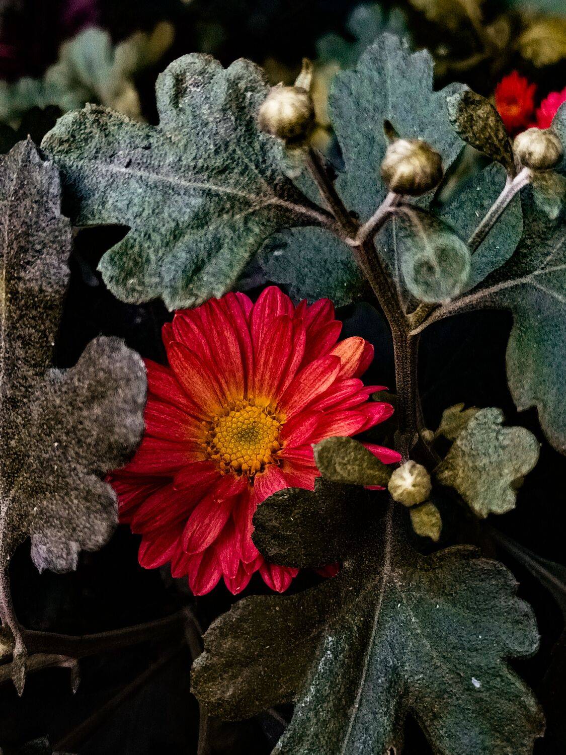 Mobile Photography