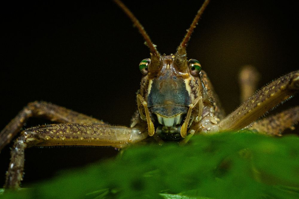 Photograph by Massimo Chiozzi