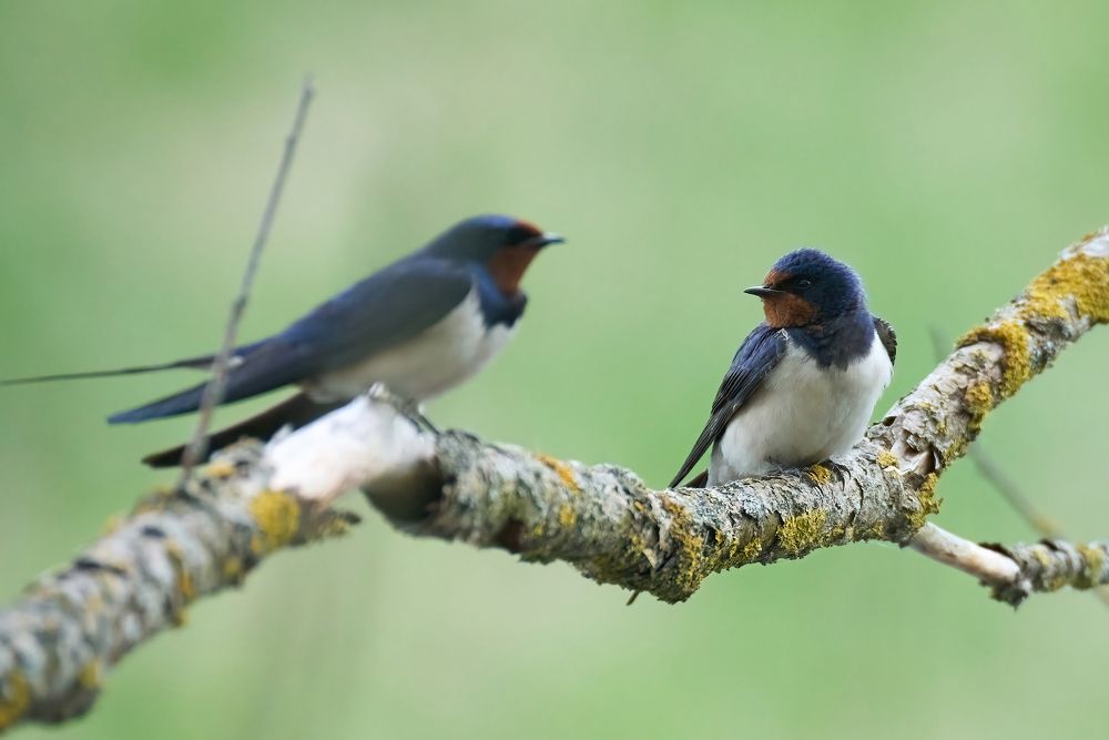 Фотография автора Антон Михайлов