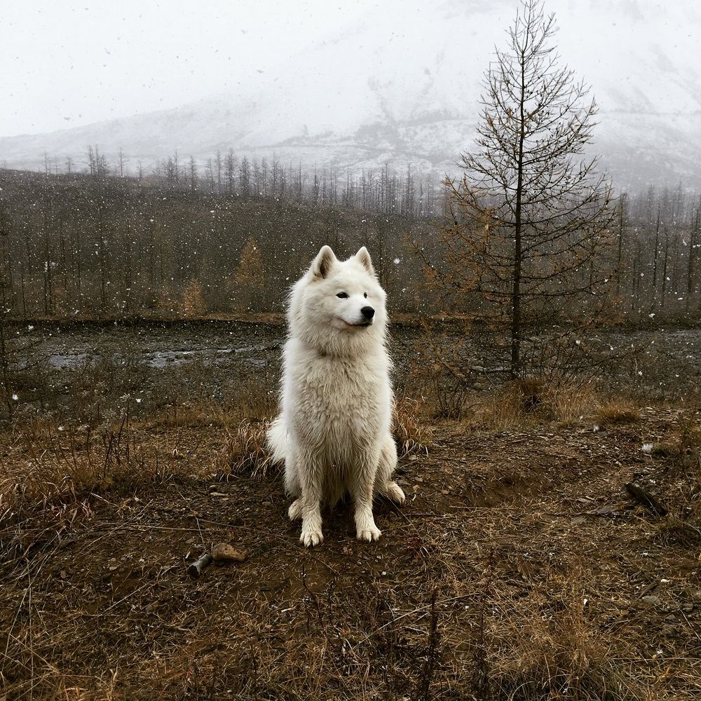 Photograph by Виктор Сергеевич Кузнецов