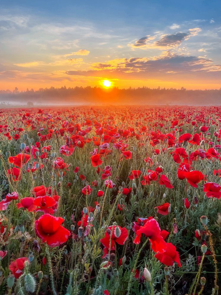 Фотография автора Alexander Pashenichev