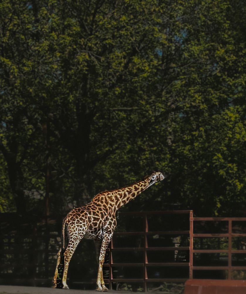 Photograph by Наталья Манжиева