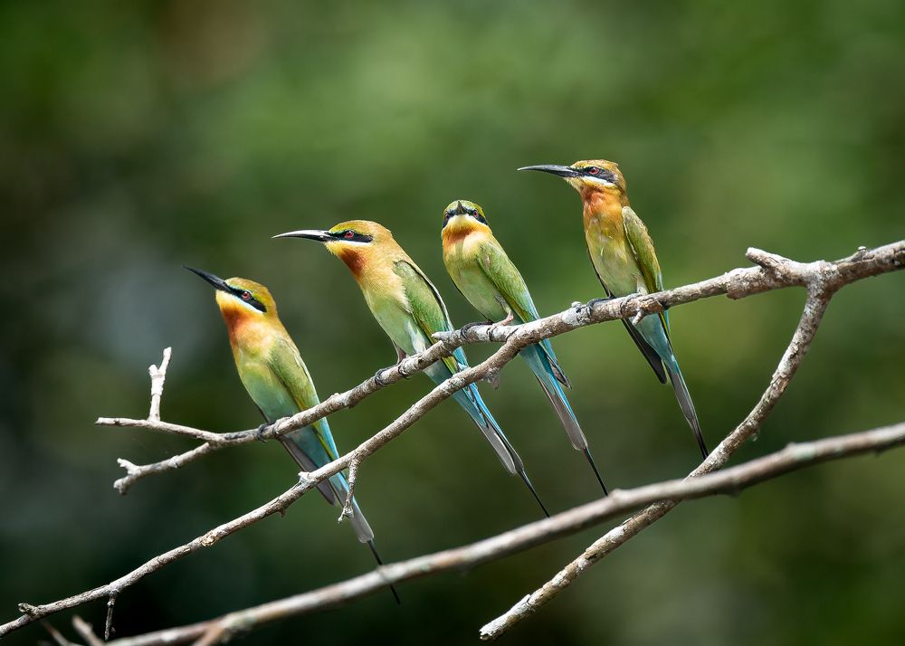 Family Moment: A Quartet of Blue-Tailed Bee-Eaters Perched in Perfect Harmony
