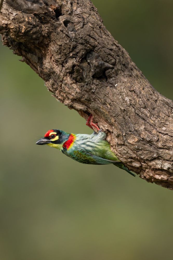 Photograph by Rajiv Mani