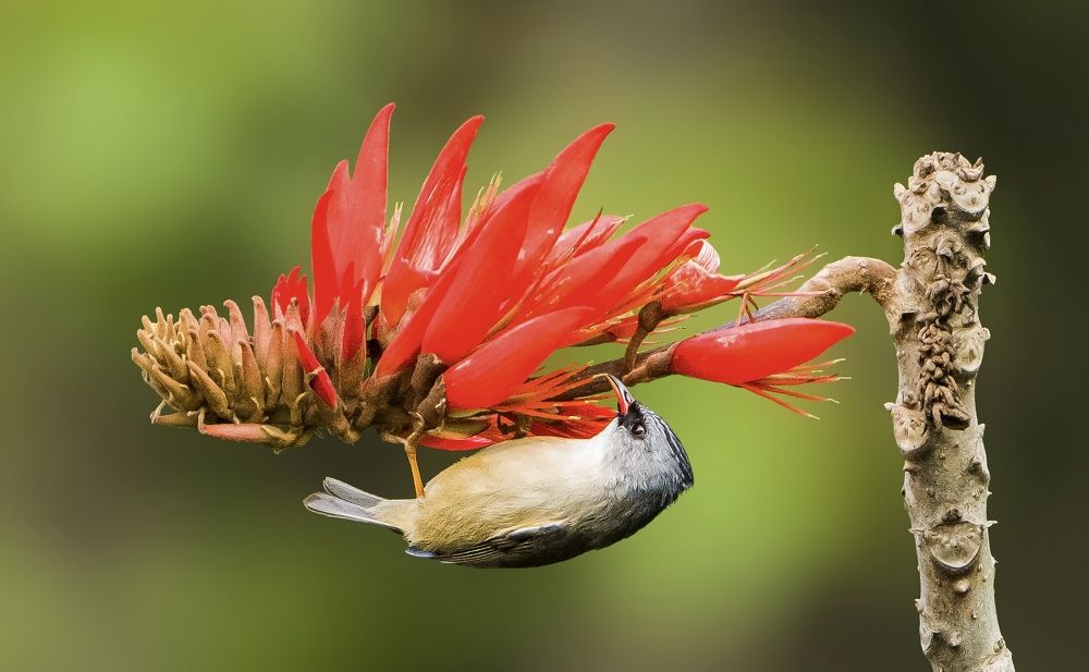 Photograph by Dr.Kaustav Bhowmik