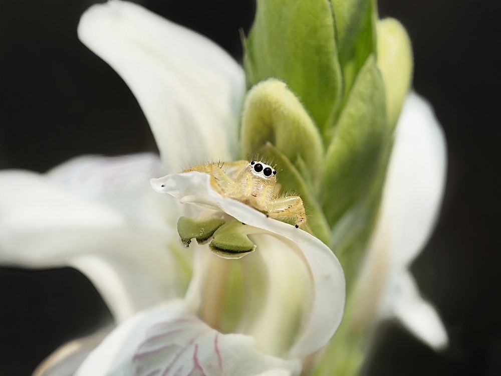 A Jumping Spider in Bloom, Captured Among the Petals of a White Flower.