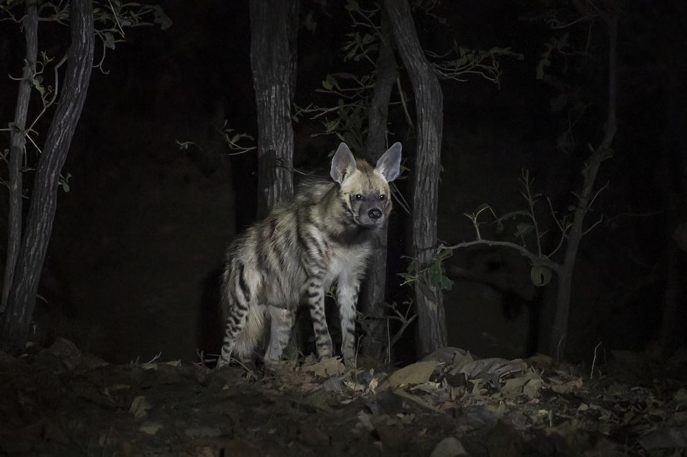 GUARDIANS OF DARKNESS