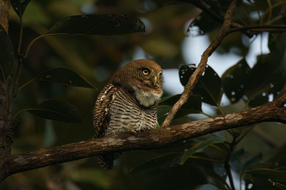 A curious case of Jungle Owlet