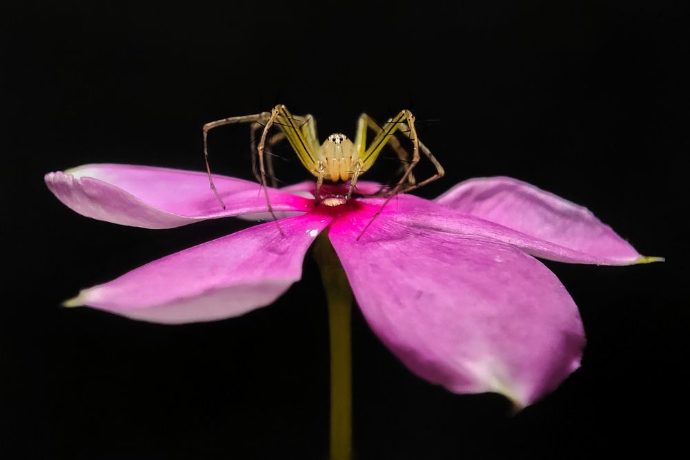 Delicate Balance Of A Spider on a Pink Petal,Captured Perfect with Nature.