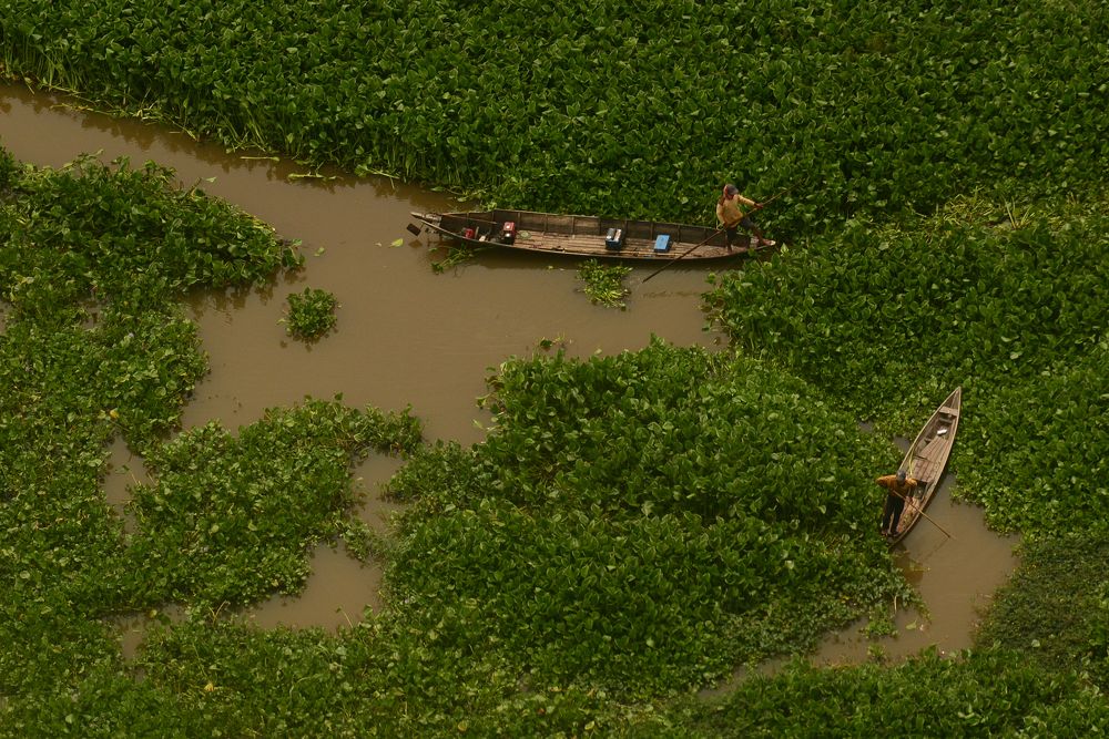 Fishermen Cultivate Water Hyacinth