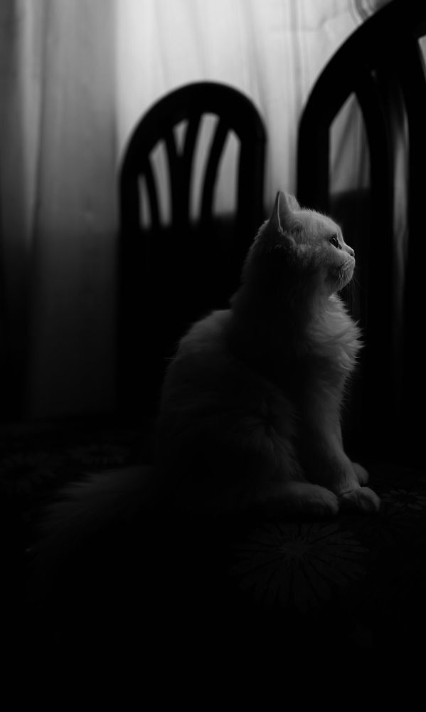Фотография автора Mostafa Khaled