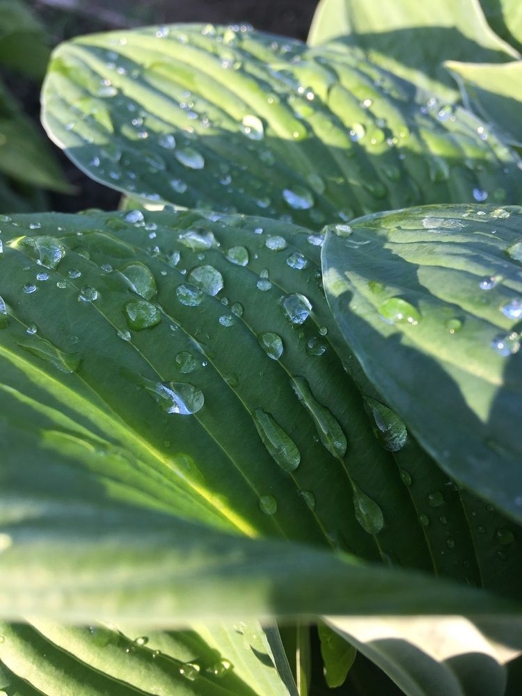 После дождя