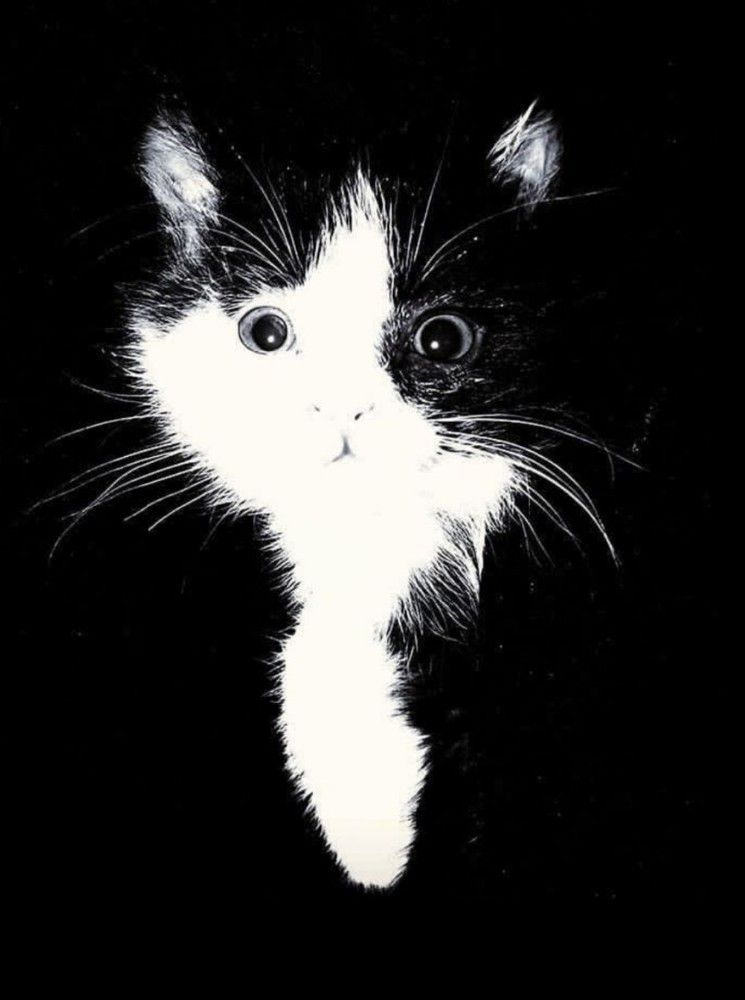 Photograph by HAMID R. ABADEH