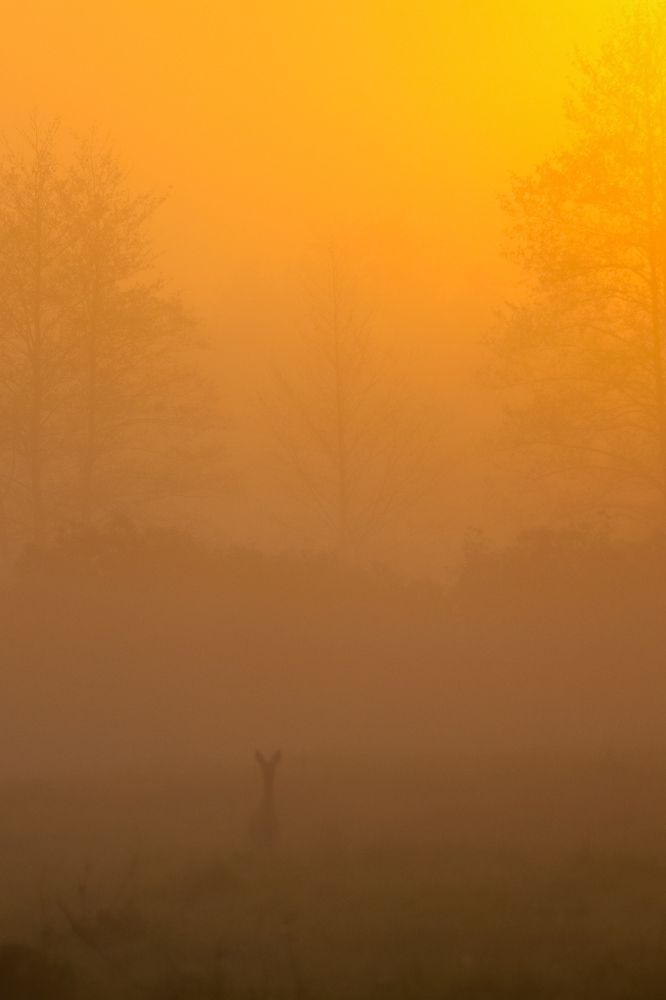 Photograph by Светлана Солдатченкова