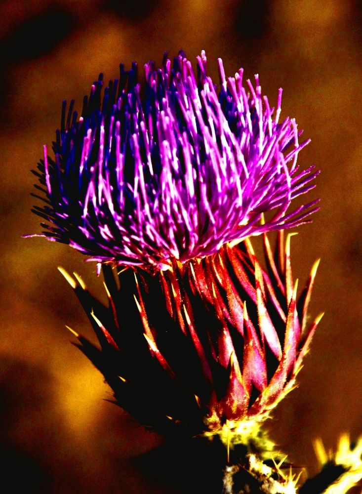 Photograph by HAMID R. ABADEH