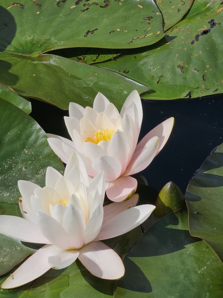 Photograph by Angelika Sokolova