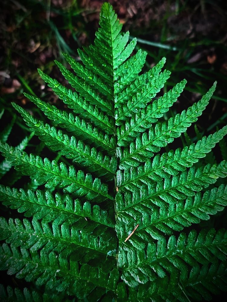 Photograph by Светлана Таркан