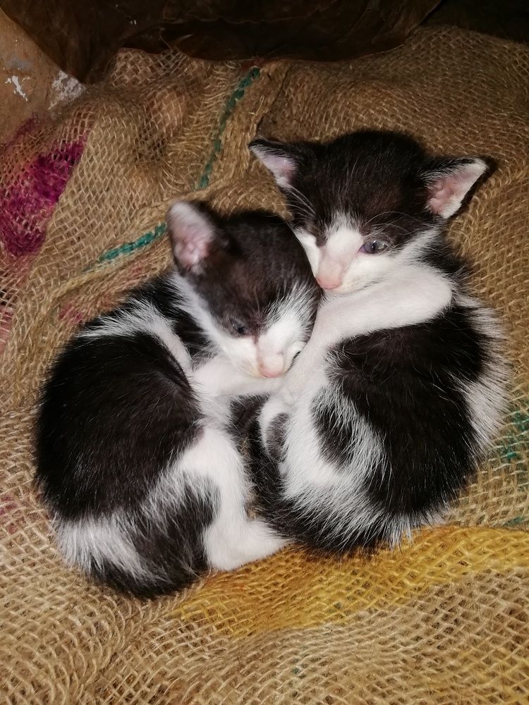Photo #10664486