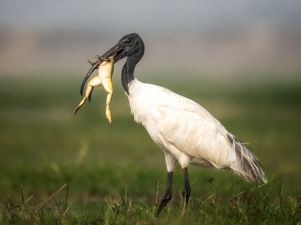 Photograph by Partha Ghosh