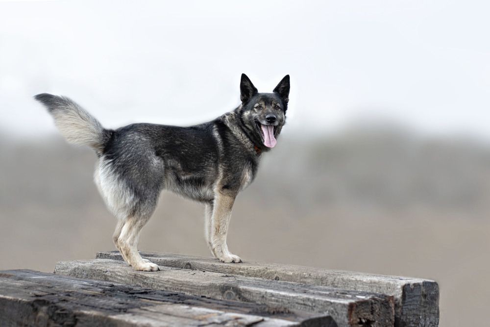 Фотография автора Екатерина Полякова