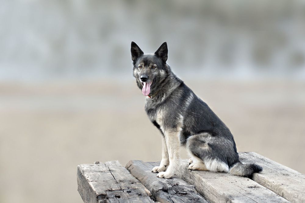 Фотография автора Екатерина Полякова