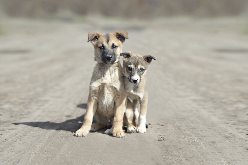 Фотография автора Екатерина Полякова