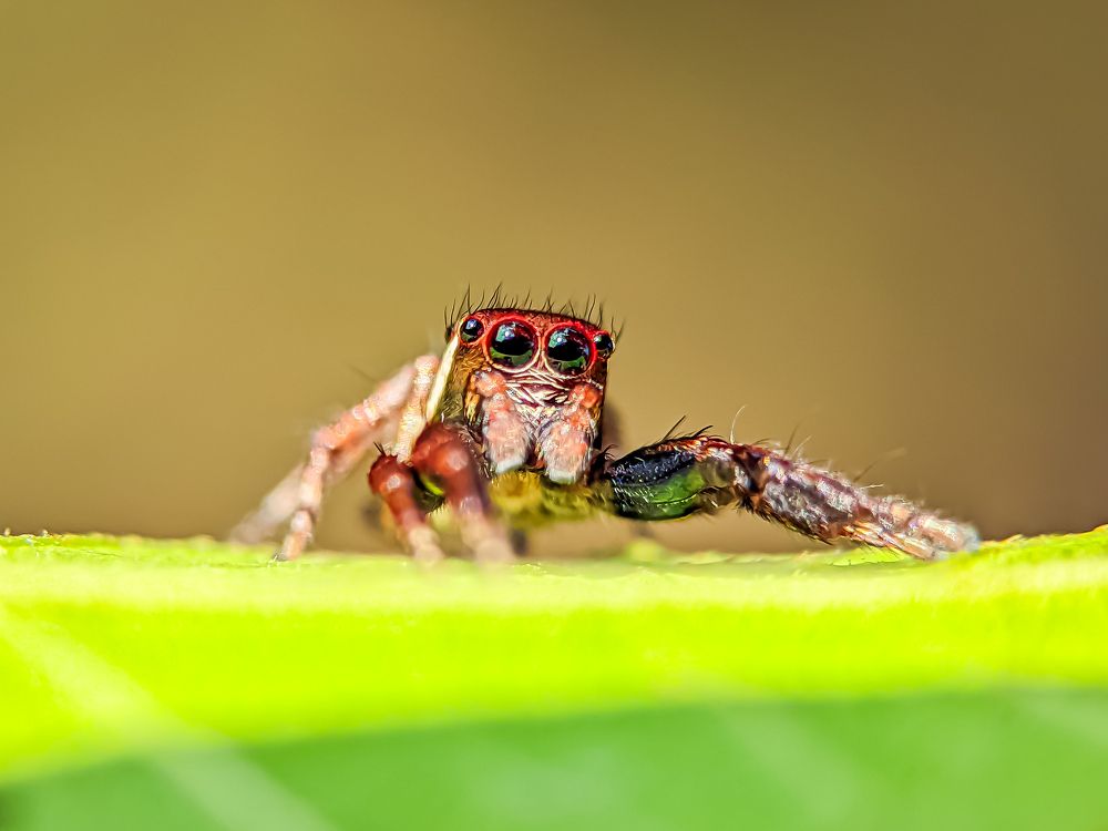 Photograph by Md Mofizul Islam