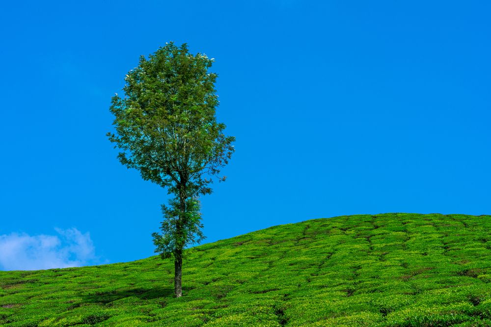 A tree under the blue sky