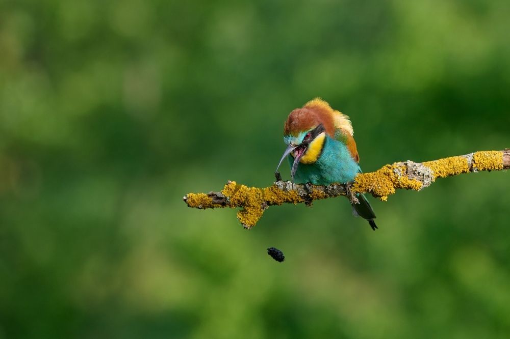 Photograph by Jiří Švestka