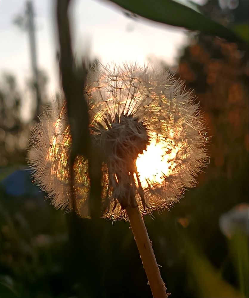 Photograph by Сидорова Ирина