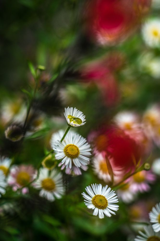 Photograph by Thaïs de Benoist de Gentissard