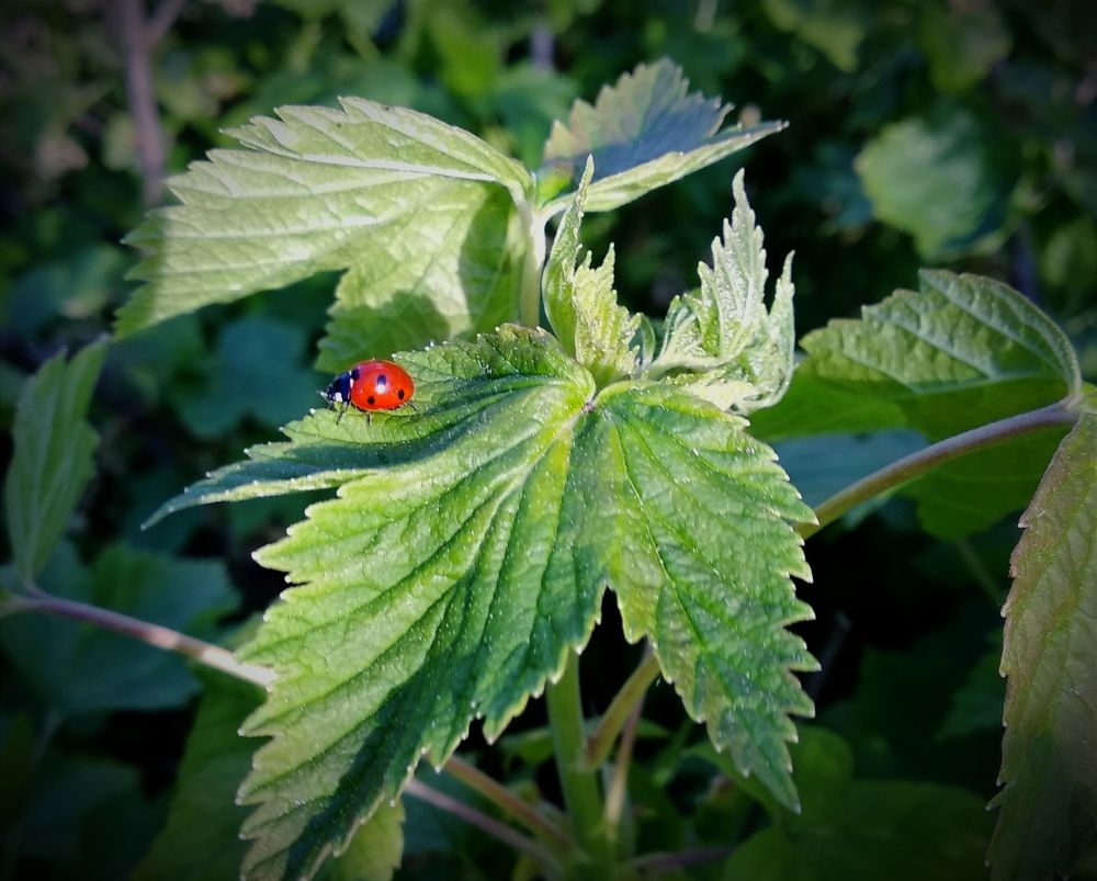 Майские радости