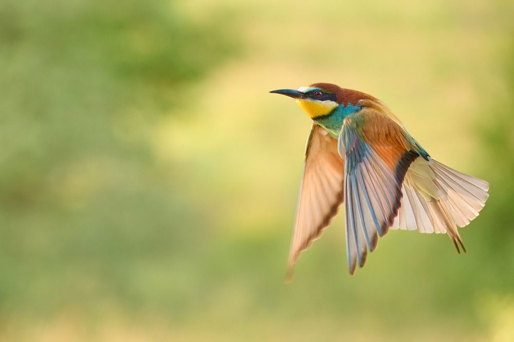 Photograph by Jiří Švestka