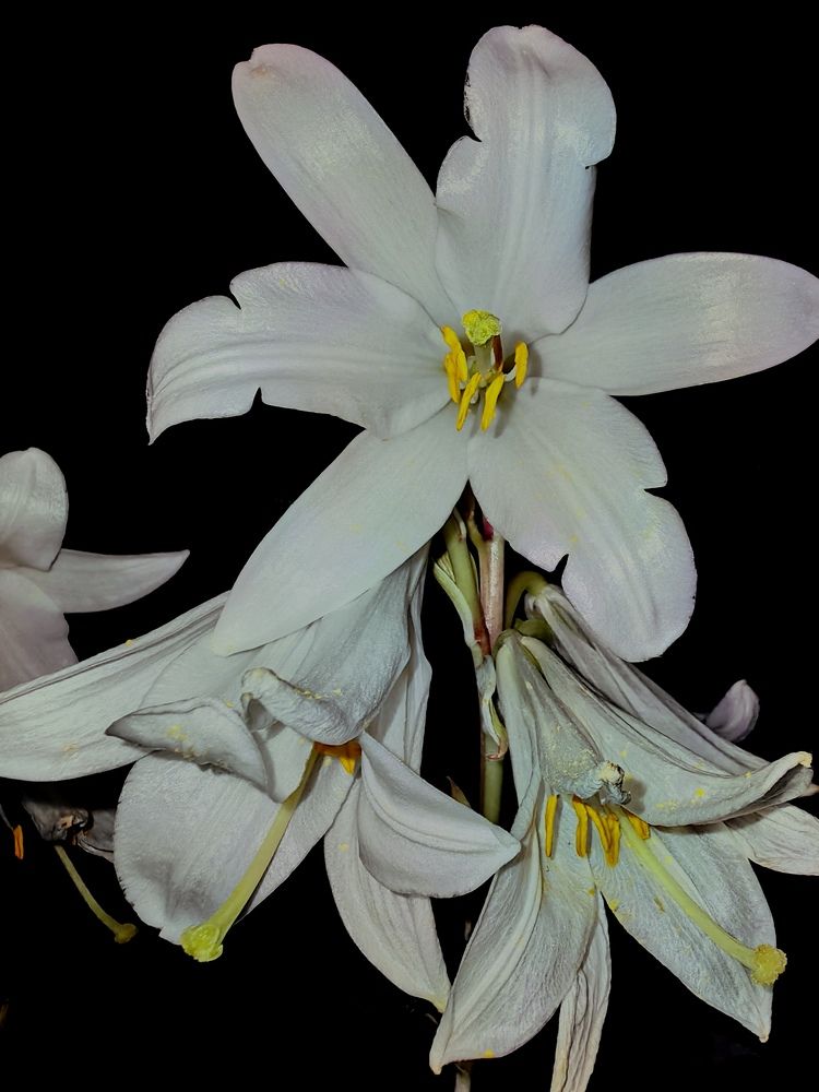 Photograph by Ирина Тихая