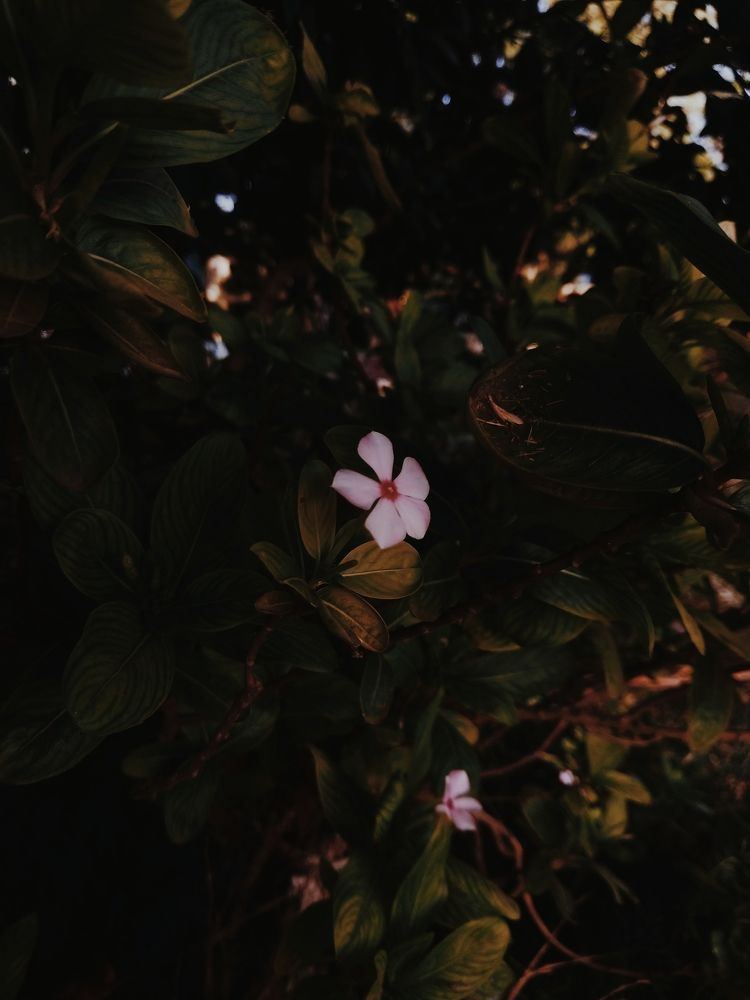 Photograph by Himanshu Sharma