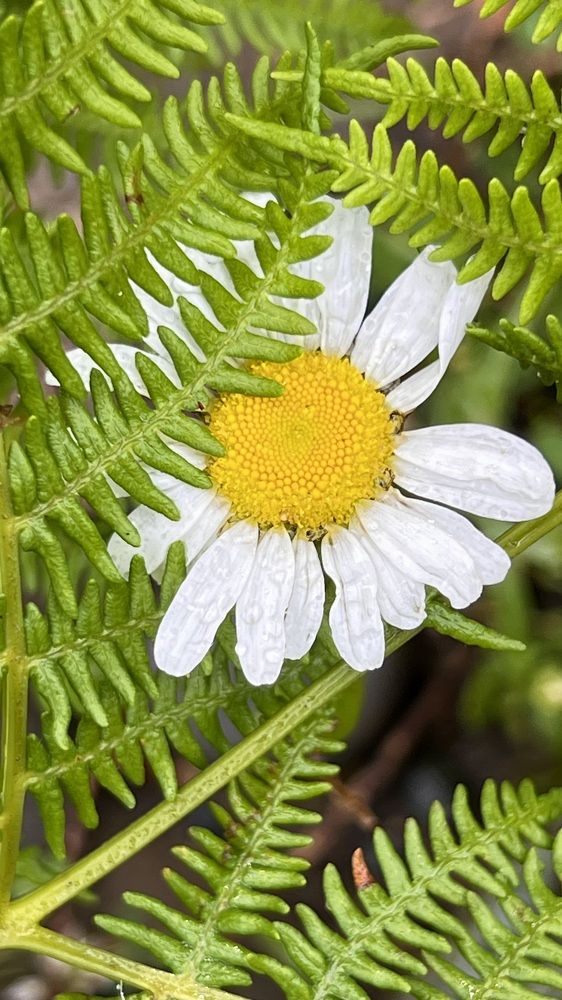 Photograph by Елена Мизина