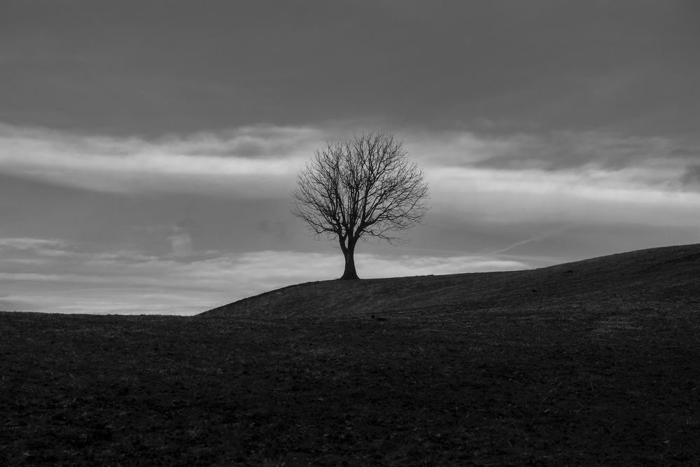 Lonely tree