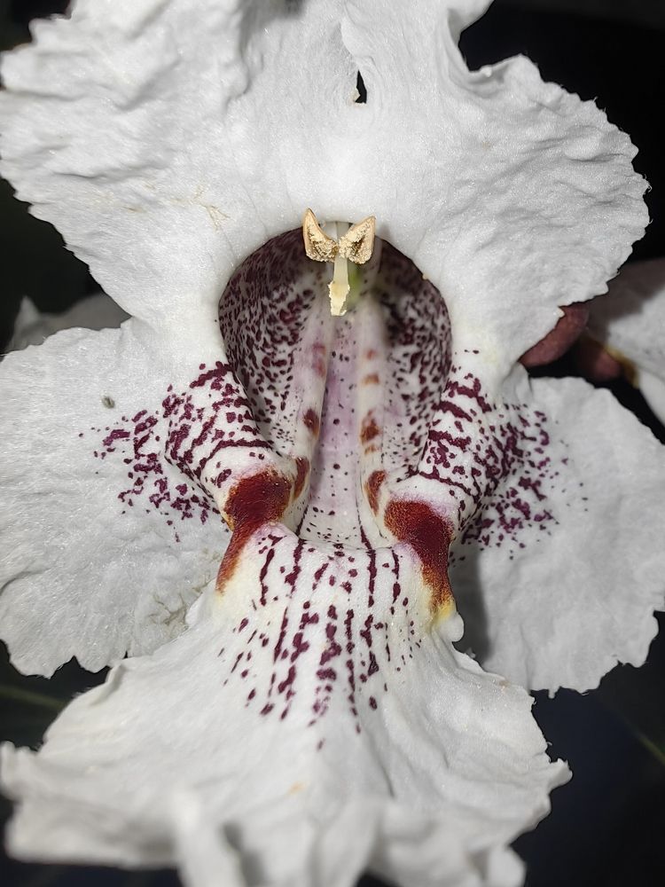 Photograph by Ирина Тихая