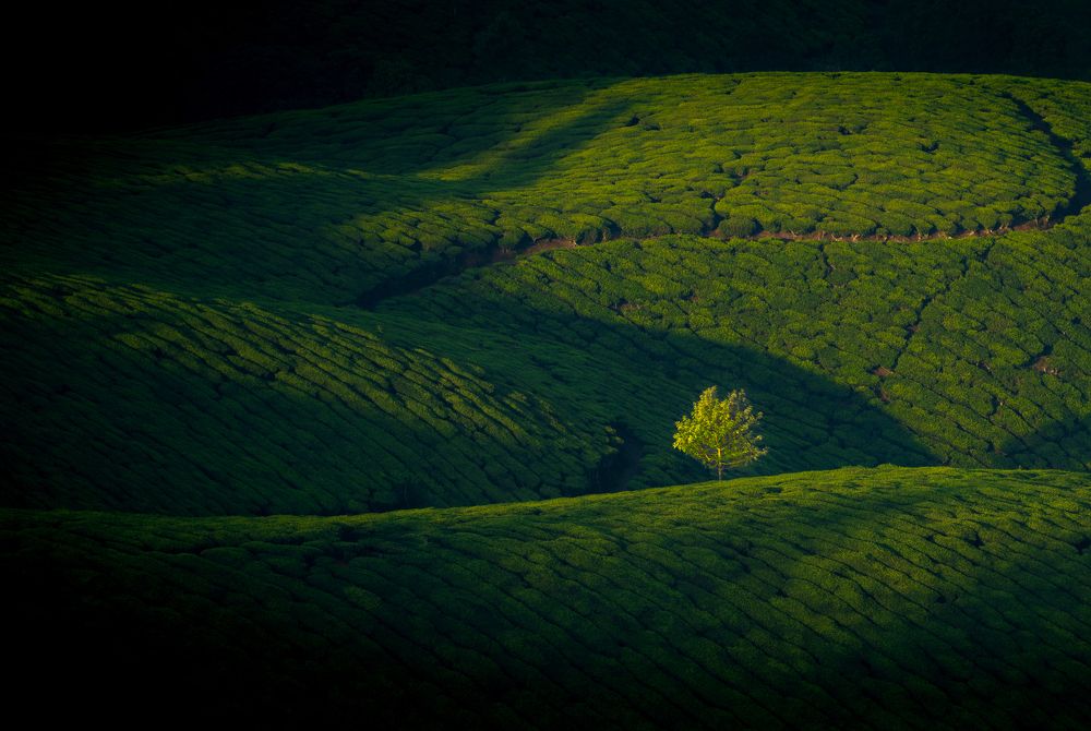 A lonely tree in the midst of a vast tea garden